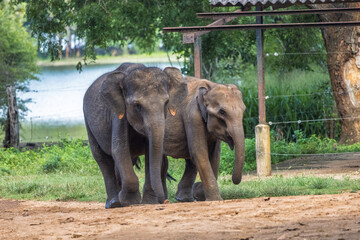 Obraz premium Two young elephants walking together on a dirt path near a serene lake surrounded by lush green foliage and trees. Elephant Transit Home in Udawalawe National Park in Sri Lanka, Asia.