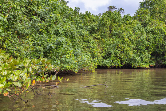 Lush Tropical Foliage Overhanging Calm Waters, A Serene View of Nature's Abundance and Tranquility in a Verdant Landscape. Bentota River Safari in Sri Lanka, Asia.