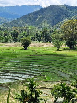 Plantation de riz, r&eacute;gion de Ella, Sri Lanka. 