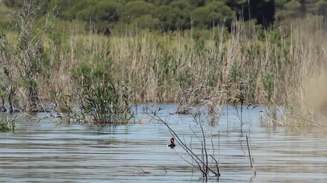 lago