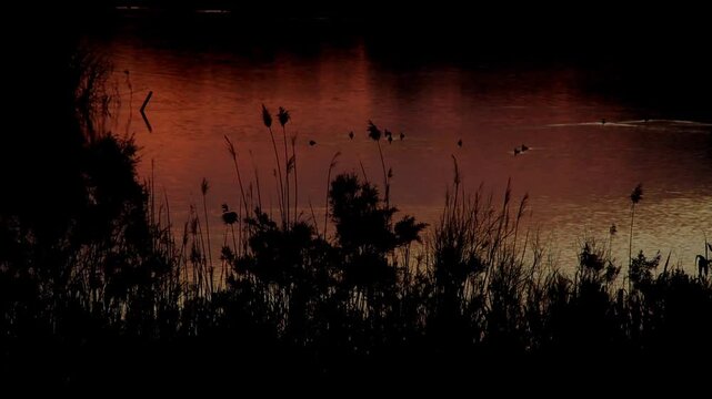 lago
