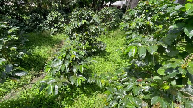 Lush Green Shade-Grown Coffee Plantation in Fusagasuga Colombia