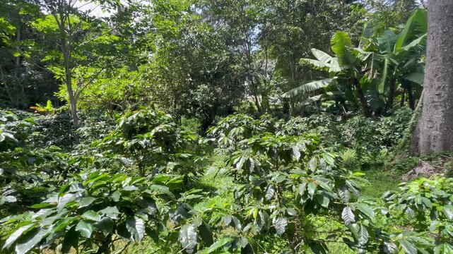 Lush Green Shade-Grown Coffee Plantation in Fusagasuga Colombia