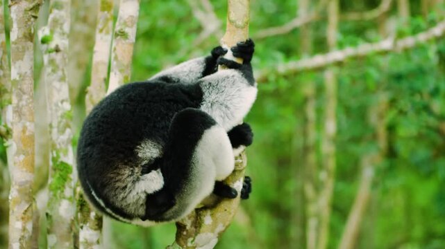 Indri is a species of strepsirrine primate of the Indriidae family, the largest lemur that can be found today in Madagascar, the island where these prosimians are endemic. 