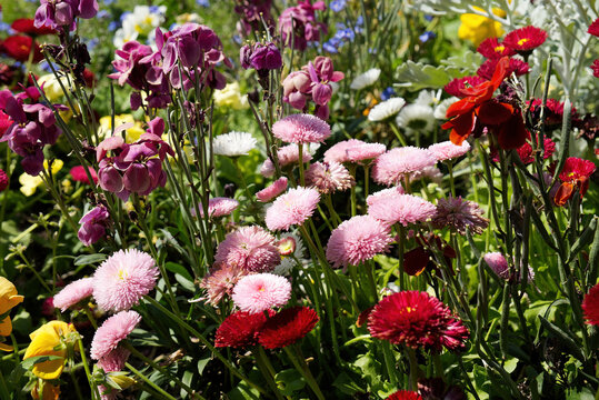 Cluster of wildflowers, including red and pink English Daisies (bellis perennis) also known as 'pomponettes', and some Dame's Rocket, in Kent, UK