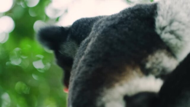 A beautiful small indri in her mother's lap. Madagascar Island