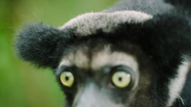 Island of lemurs, Madagascar wildlife. 