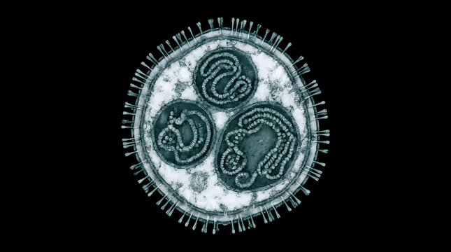 Microscopic view of a SARSCoV2 coronavirus particle.