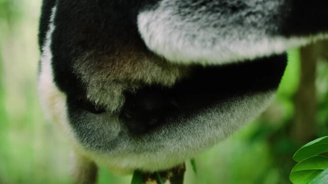 A beautiful small indri in her mother's lap. Madagascar Island