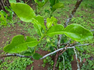 Fototapeta premium Detailed View of Aromatic Citrus Hystrix Leaves in Nature