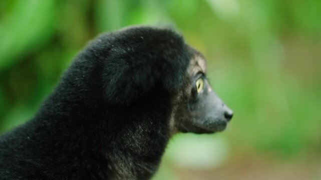 Portrait of the Indri lemurs in a rainforest in Madagascar.