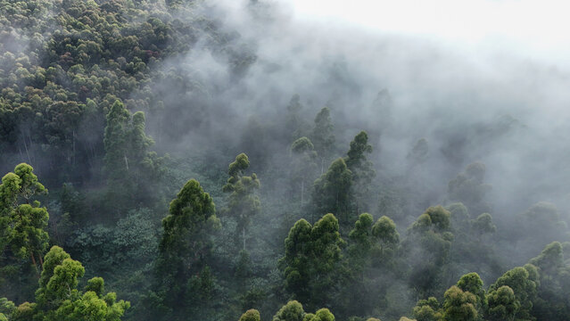 Aerial view of a dense evergreen forest partially covered by thick morning mist and low-lying clouds Garden Route District Municipality, Western Cape, South Africa.