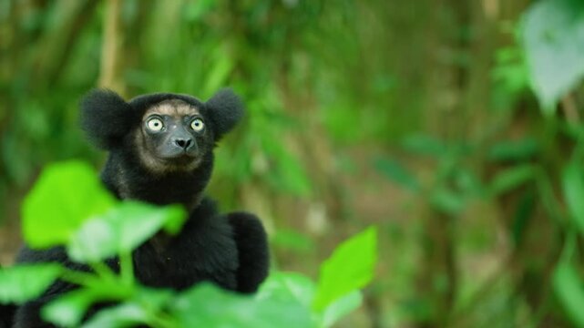 Indri Lemurs Posed For A Portrait In Madagascars Lush Rainforest.