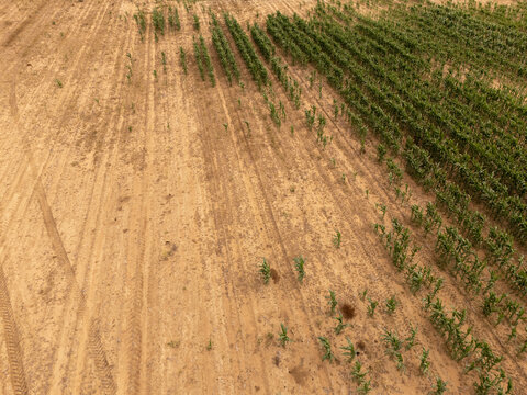 Aerial view of rows of green crops growing in a sandy agricultural field with tire tracks Bloemfontein, Free State, South Africa.