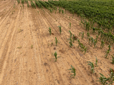 Aerial view of young green maize crops growing in rows across a reddish-brown sandy field in Bloemfontein, Free State, South Africa.
