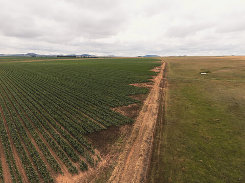 Aerial view of agricultural fields with neat rows of green crops and uncultivated grassland separated by a dirt road under an overcast sky Bloemfontein, Free State, South Africa.