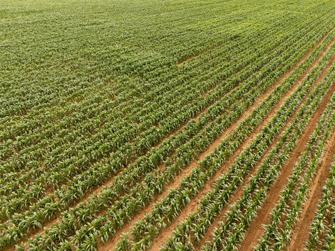 Aerial view of lush green maize crops growing in neat parallel rows across fertile red soil in Bloemfontein, Free State, South Africa.