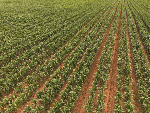 Aerial view of neat rows of green crops growing in reddish-brown soil on a large farm in Bloemfontein, Free State, South Africa.