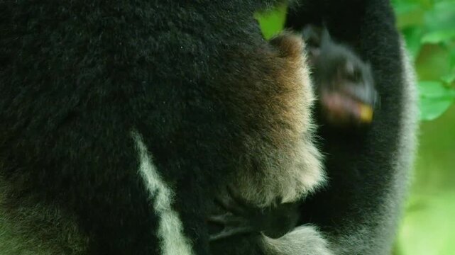 A small cute indri lemur eating fruit in her mother's lap.