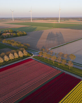 Aerial view of Flevopolder tulip fields in bloom with wind turbines and long shadows at sunset Lelystad, Flevoland, Netherlands.