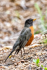 Fototapeta premium Robin on the Ground