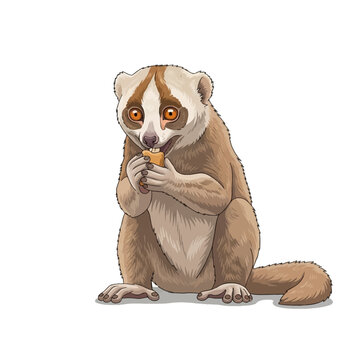 Vector illustration of a slow loris primate sitting and holding food in its paws while eating, featuring large orange eyes and brown fur, isolated on a solid white background.