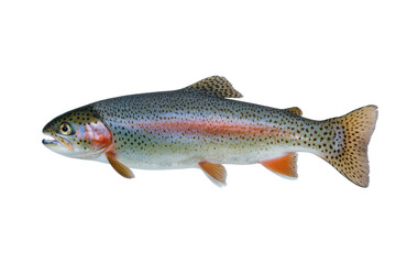 Obraz premium Isolated rainbow trout freshwater fish with colorful scales and spots, side view studio shot