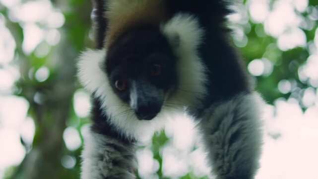 Black and White Ruffed Lemur - Varecia variegata endangered species of ruffed lemur, endemic to Madagascar. 