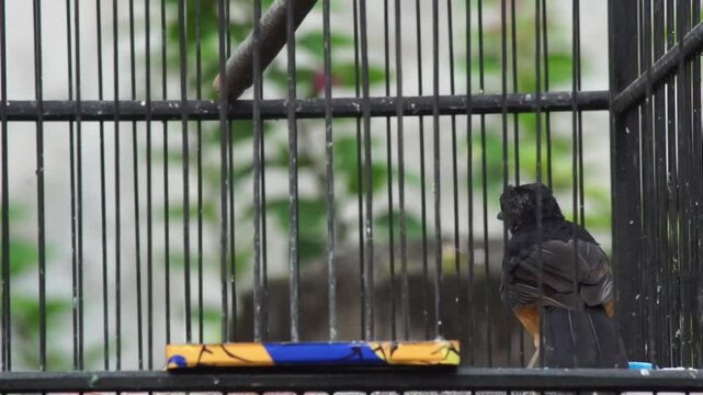 A White-rumped Shama bird perching and moving actively inside a birdcage