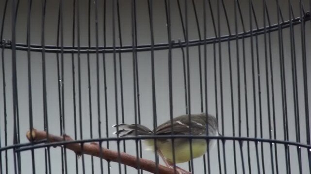 A Bar-winged Prinia bird perching and chirping inside a round metal birdcage