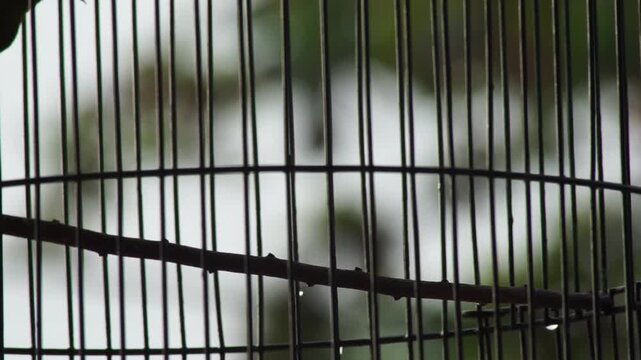 A small Olive-backed Sunbird perched and moving inside a birdcage
