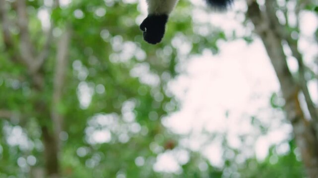 Black-and-white ruffed lemur (Varecia variegata), hanging from a tree, madagascar rainforest. 