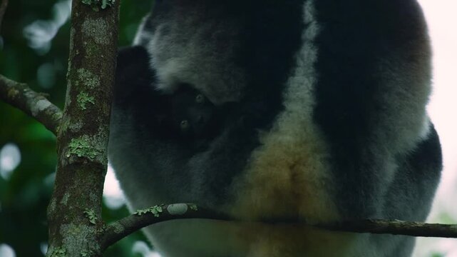 A baby white and black lemur indri with his mother on a tree.