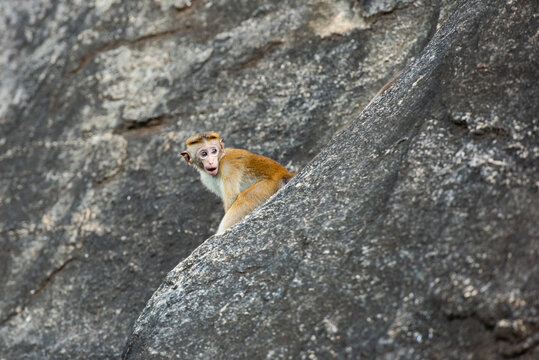 Endemic toque macaque on the rock, Sri Lanka
