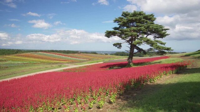 虹色ガーデン ふるるの丘 Rainbow Garden Fururu Hill Japan