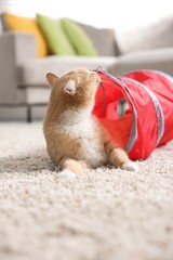 Fototapeta premium Cute cat in toy tunnel on carpet at home