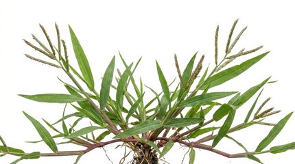 Obraz premium Crabgrass plant with long green leaves and thin stems isolated on white