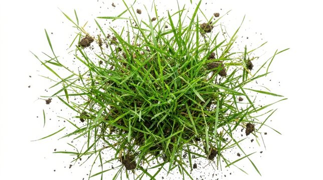 Green grass blades exploding outwards with dirt