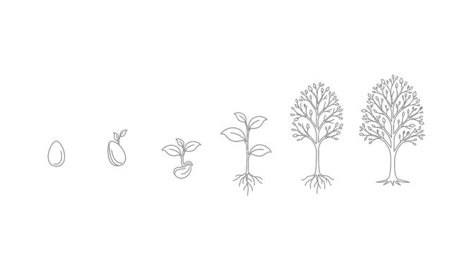Tree growth stages from seed.