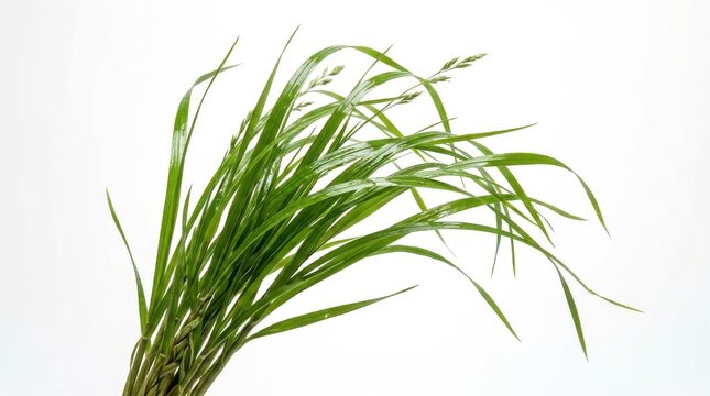 Sweetgrass leaves on white background