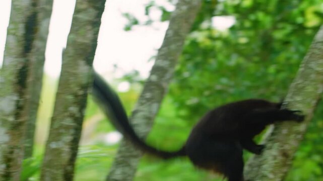 Black Lemur (Eulemur macaco) at Island Of Madagascar of The East Coast Of Africa. Andasibe-Mantadia National Park.