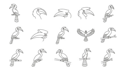 Hornbill bird vector set line art illustrations for design projects © Kali