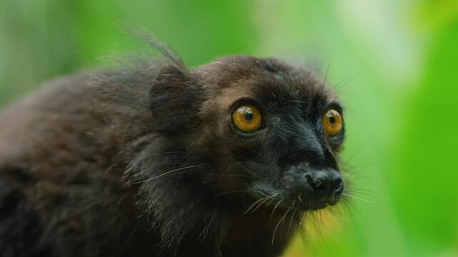 Male black lemur, Eulemur macaco, Madagascar. 