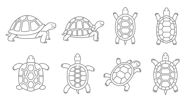 Set of simple turtle illustrations in various poses for design and education