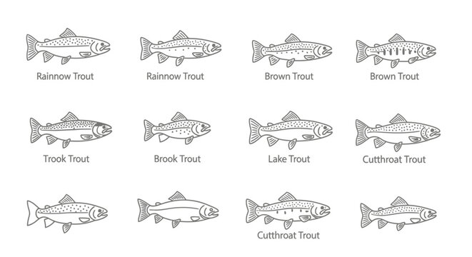 Various trout species in detailed line art on white background