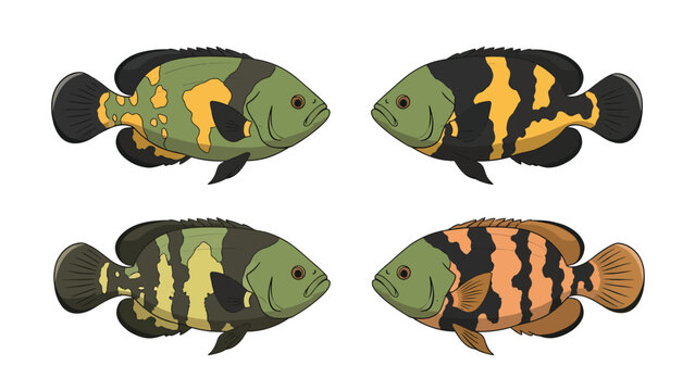 Oscar Fish Varieties Illustration. Green, Black, Yellow, Orange Cichlid Aquarium Pets