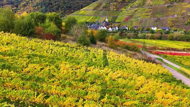Aerial drone rise up view of Bremm village near Moselle river in Germany with vineyards in autumn season