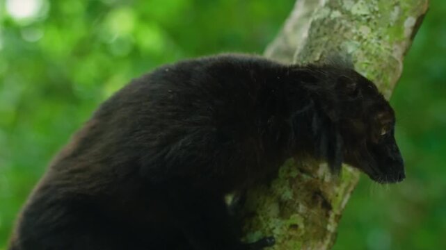 The black lemur (Eulemur macaco) is a species of lemur from the family Lemuridae. Like all lemurs, it is endemic to Madagascar. 