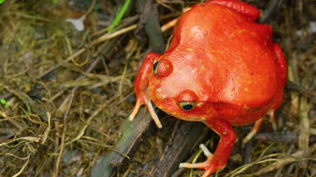 Dyscophus antongilii, the Madagascar tomato frog, is a species of frog in the family Microhylidae. Dyscophus antongilii.