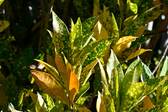 Vibrant green and yellow spotted leaves of a Codiaeum variegatum croton plant in natural light